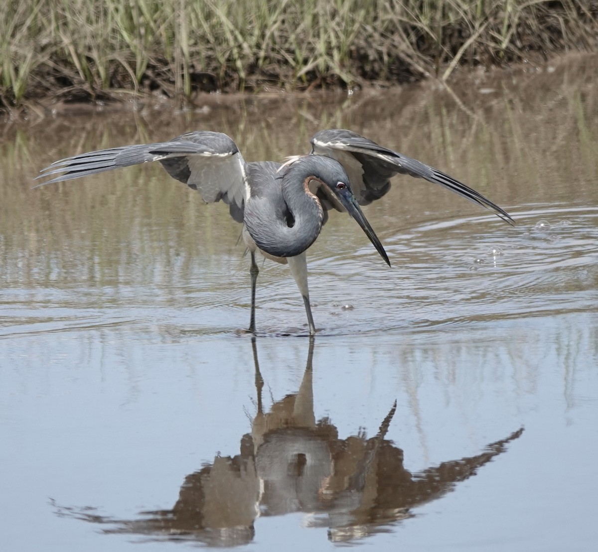 Tricolored Heron - Thomas Farawell