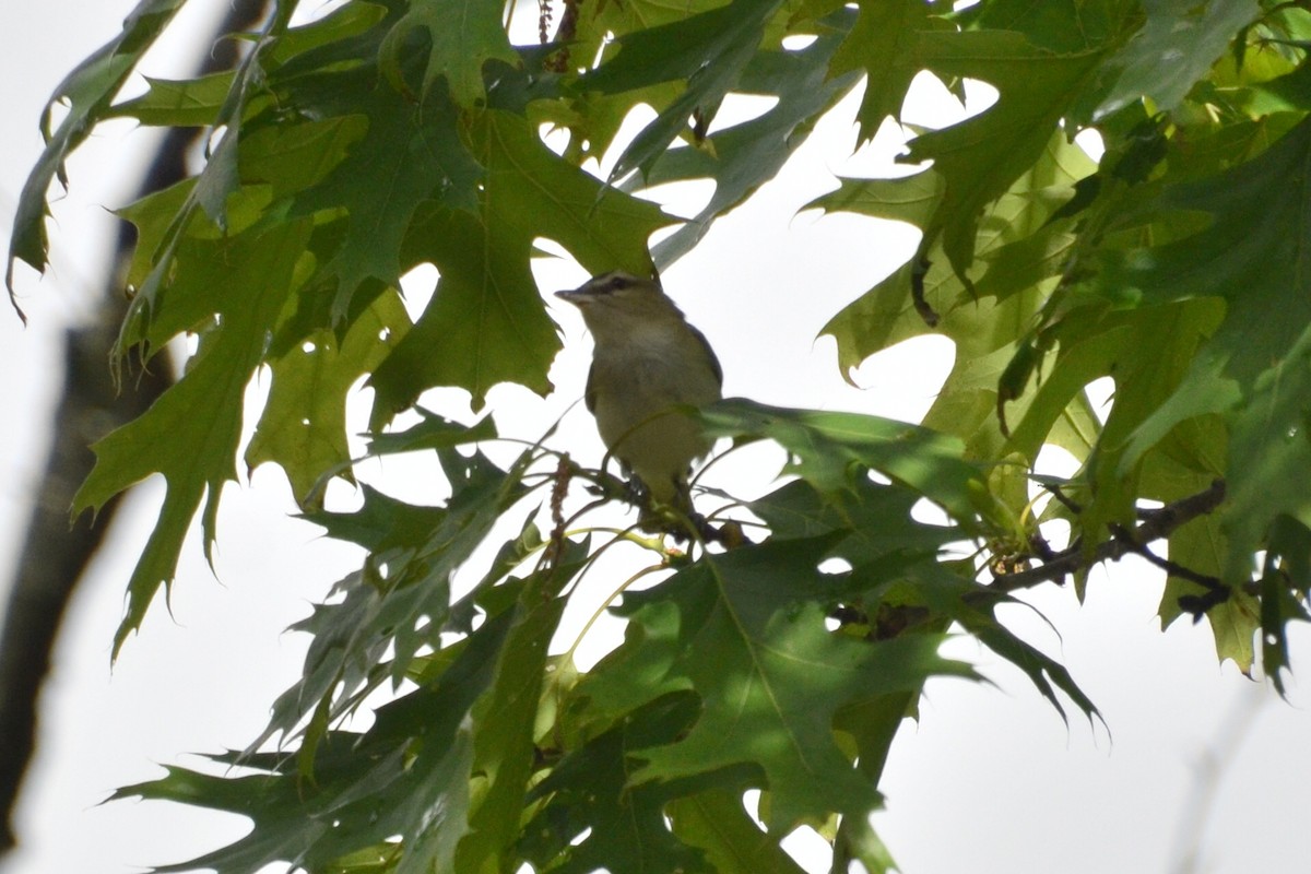 Red-eyed Vireo - Mary Brenner