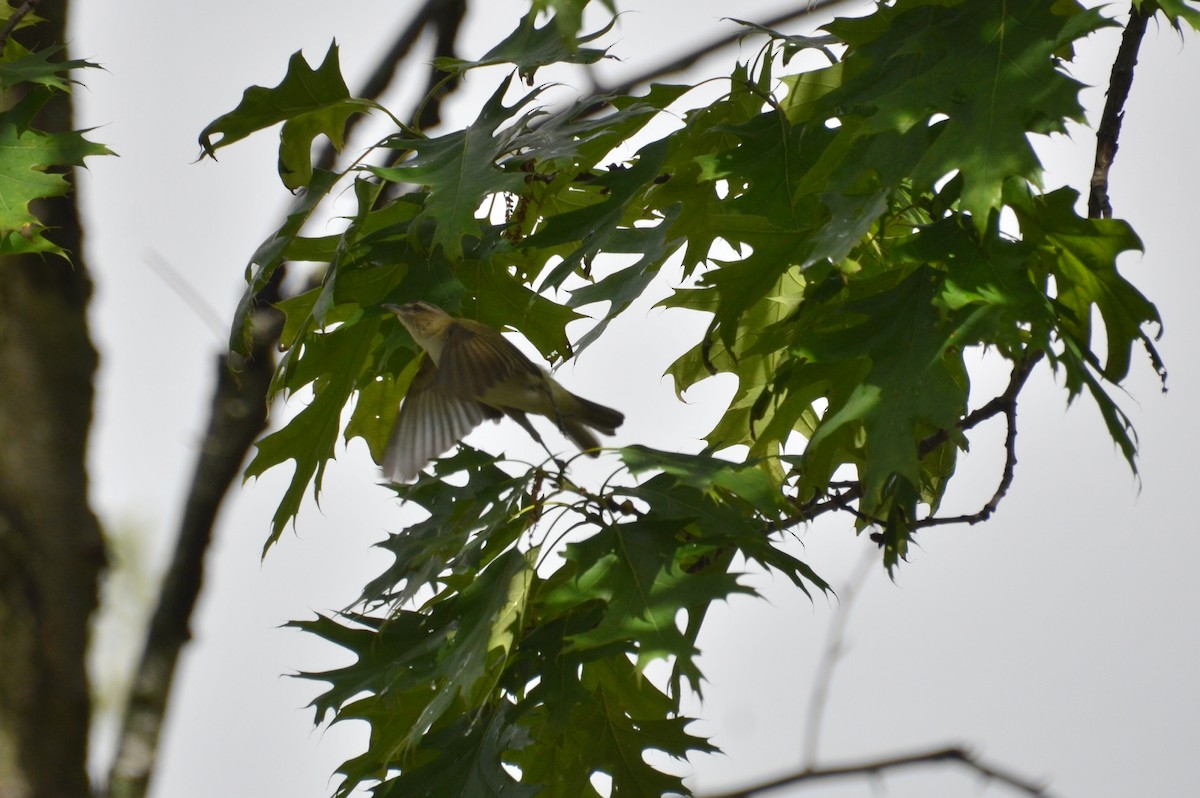 Red-eyed Vireo - Mary Brenner