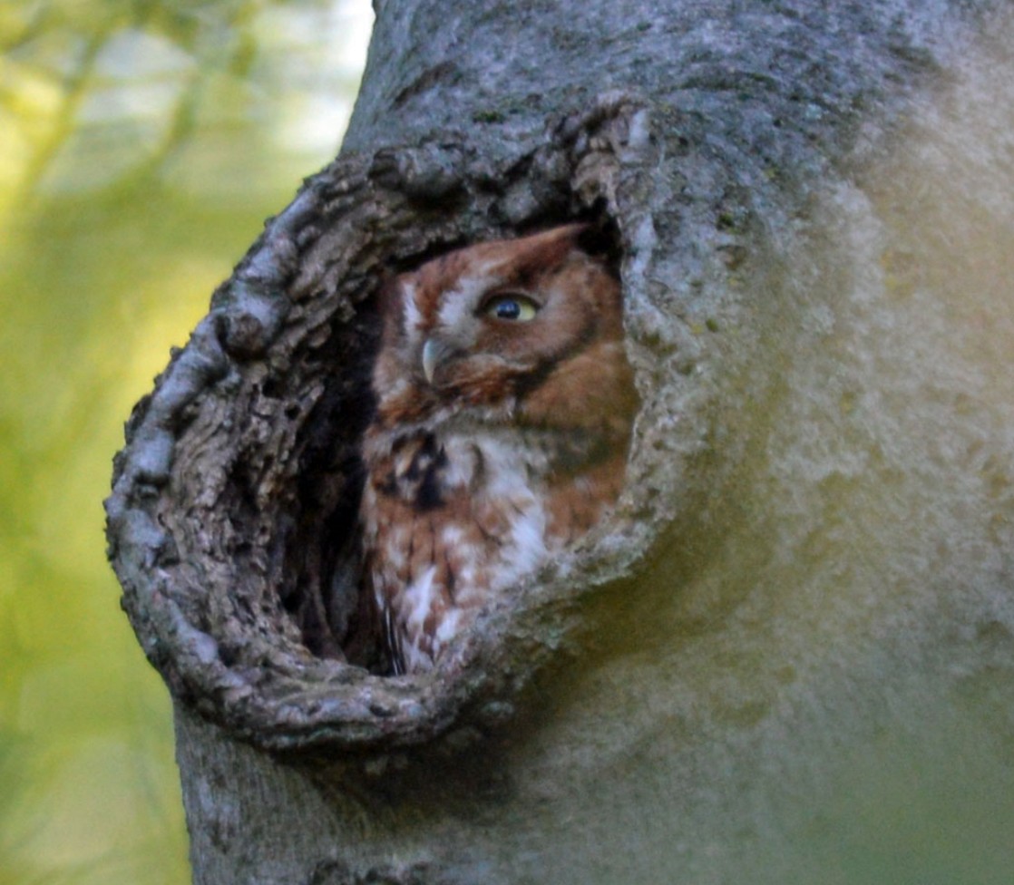 Eastern Screech-Owl - Katie Rice