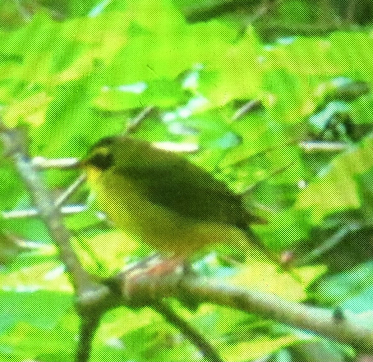 Kentucky Warbler - B Woerner