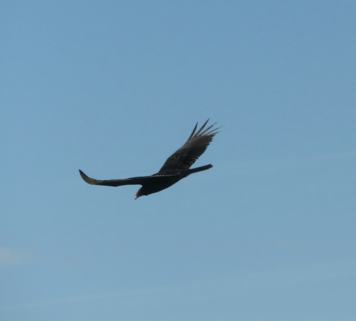 Turkey Vulture - David Forbes