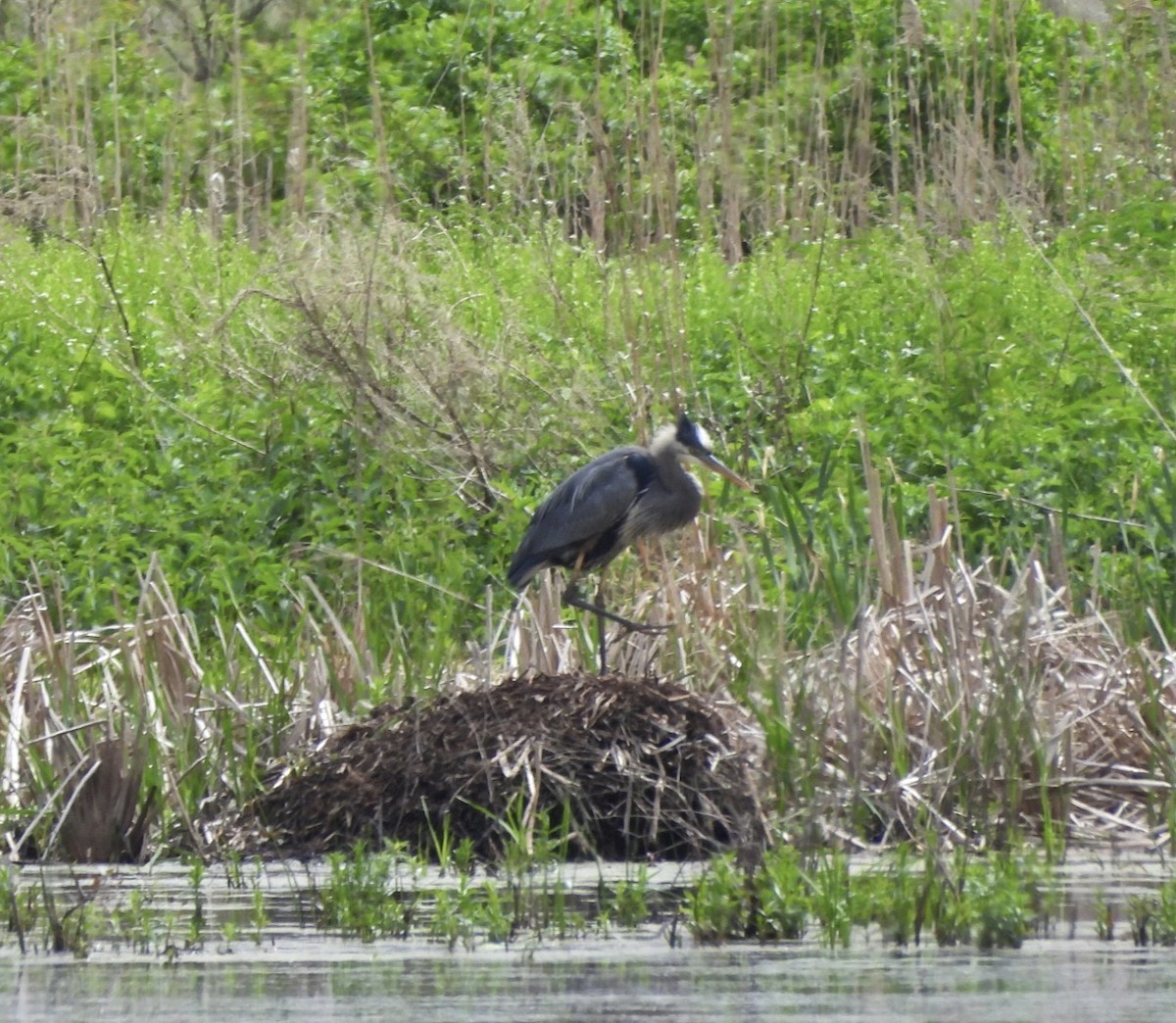 Great Blue Heron - ML618848681