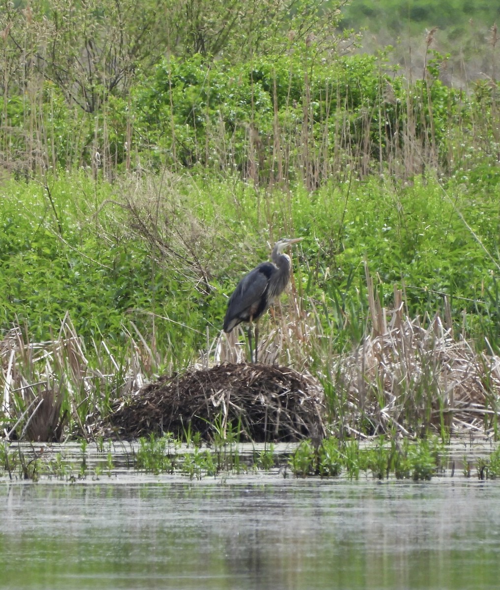 Great Blue Heron - ML618848682