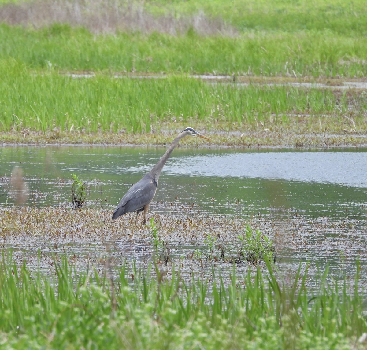 Great Blue Heron - ML618848683