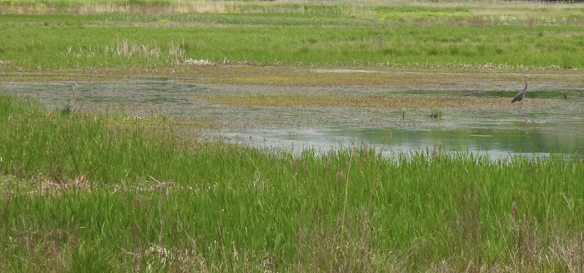 Great Blue Heron - ML618848684