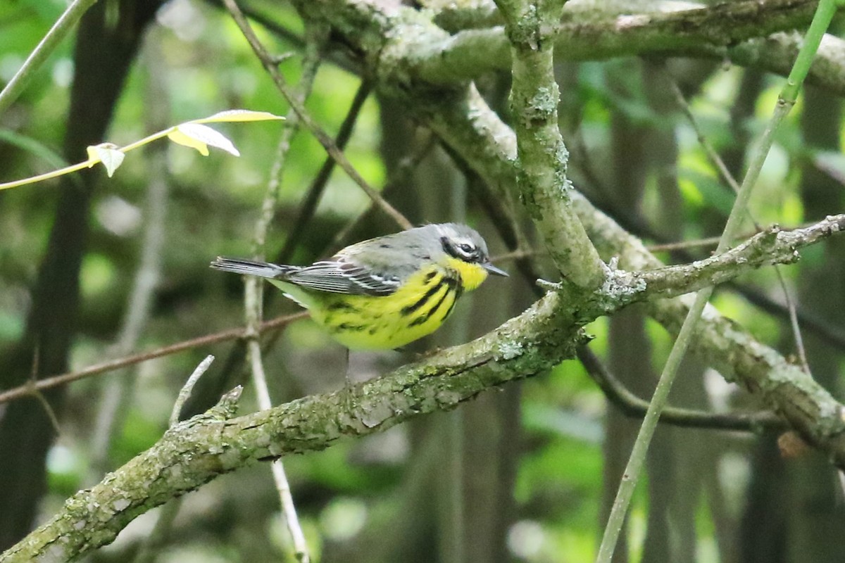 Magnolia Warbler - James Kerner