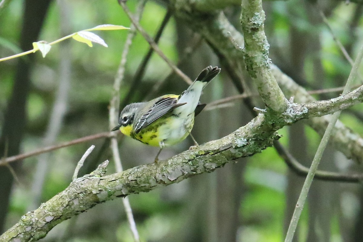 Magnolia Warbler - ML618848711