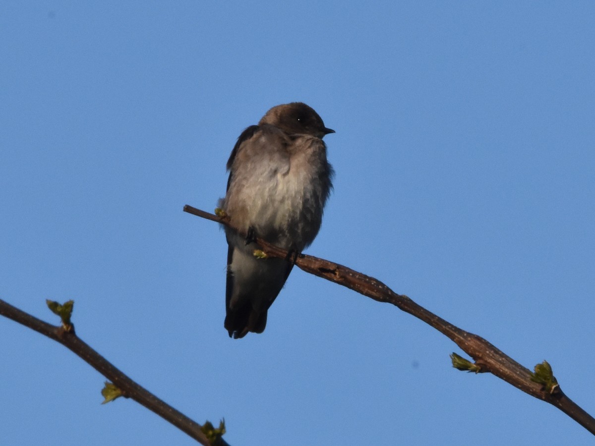 Northern Rough-winged Swallow - ML618848714