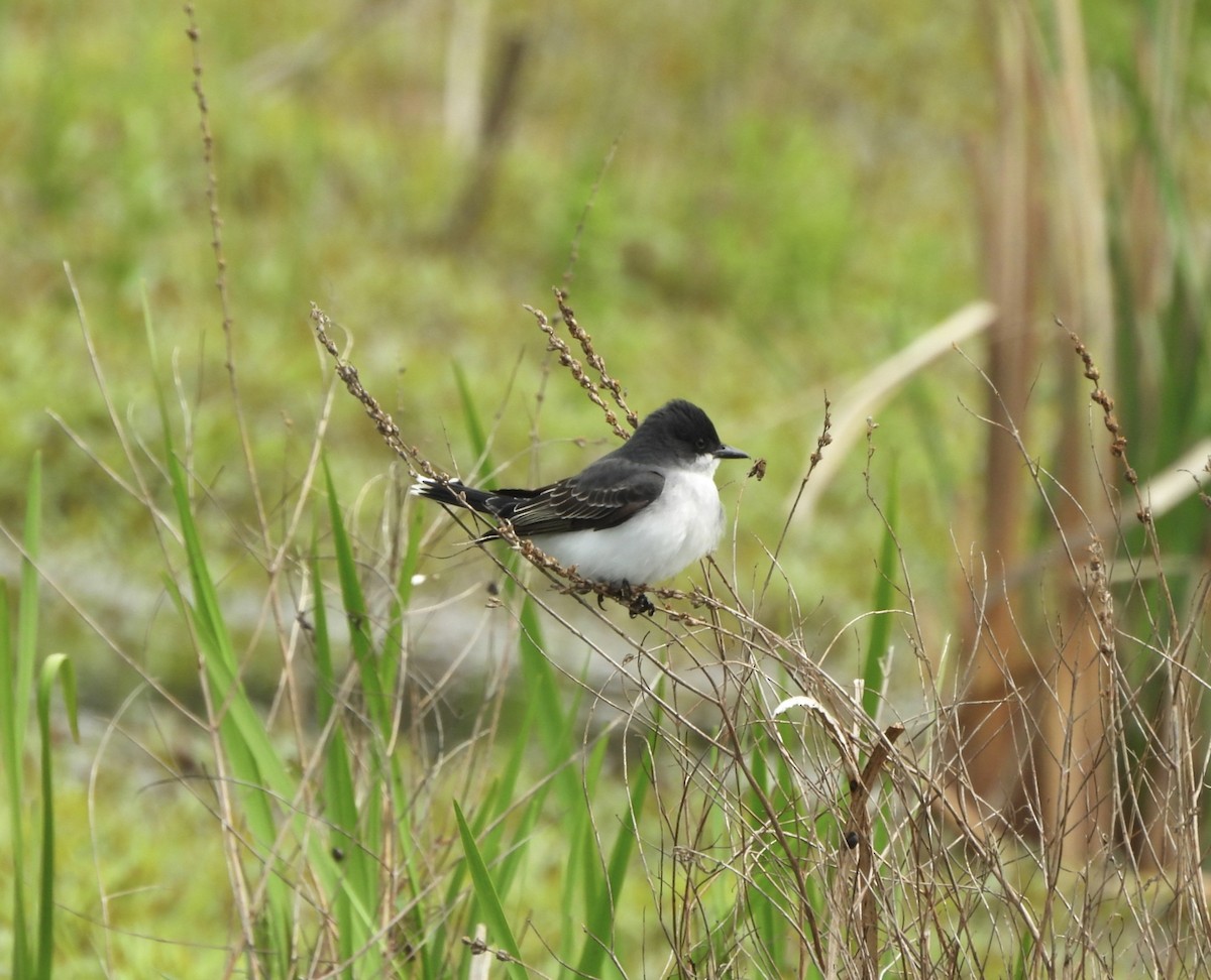 Eastern Kingbird - ML618848715