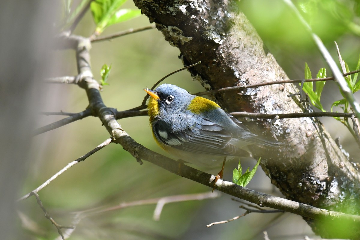 Northern Parula - ML618848716