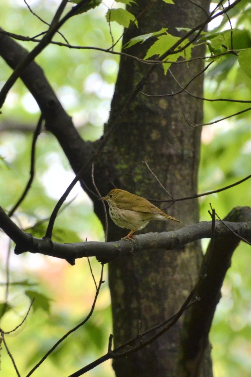 Ovenbird - Mary Brenner