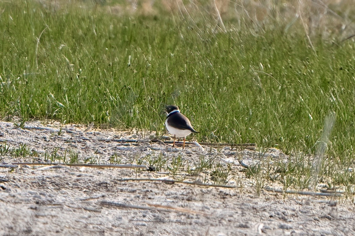 Semipalmated Plover - ML618848736