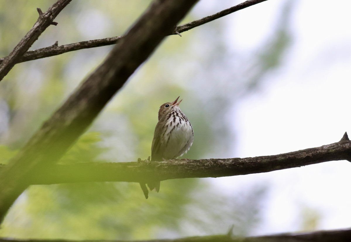 Ovenbird - ML618848746