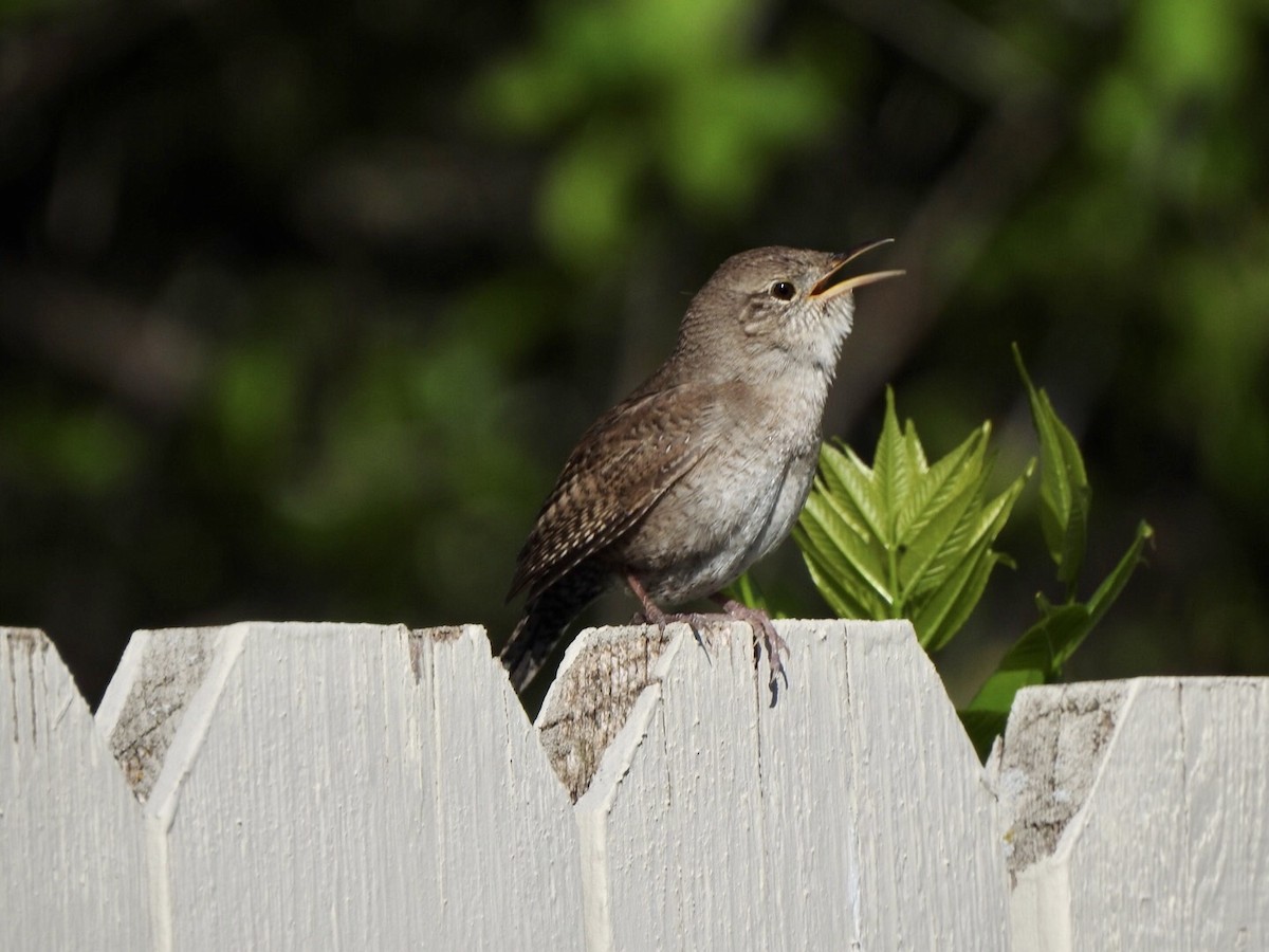 House Wren - Anita Hooker