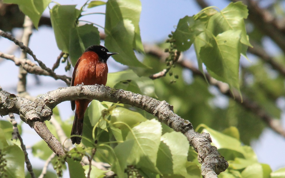 Orchard Oriole - Castin Cousino