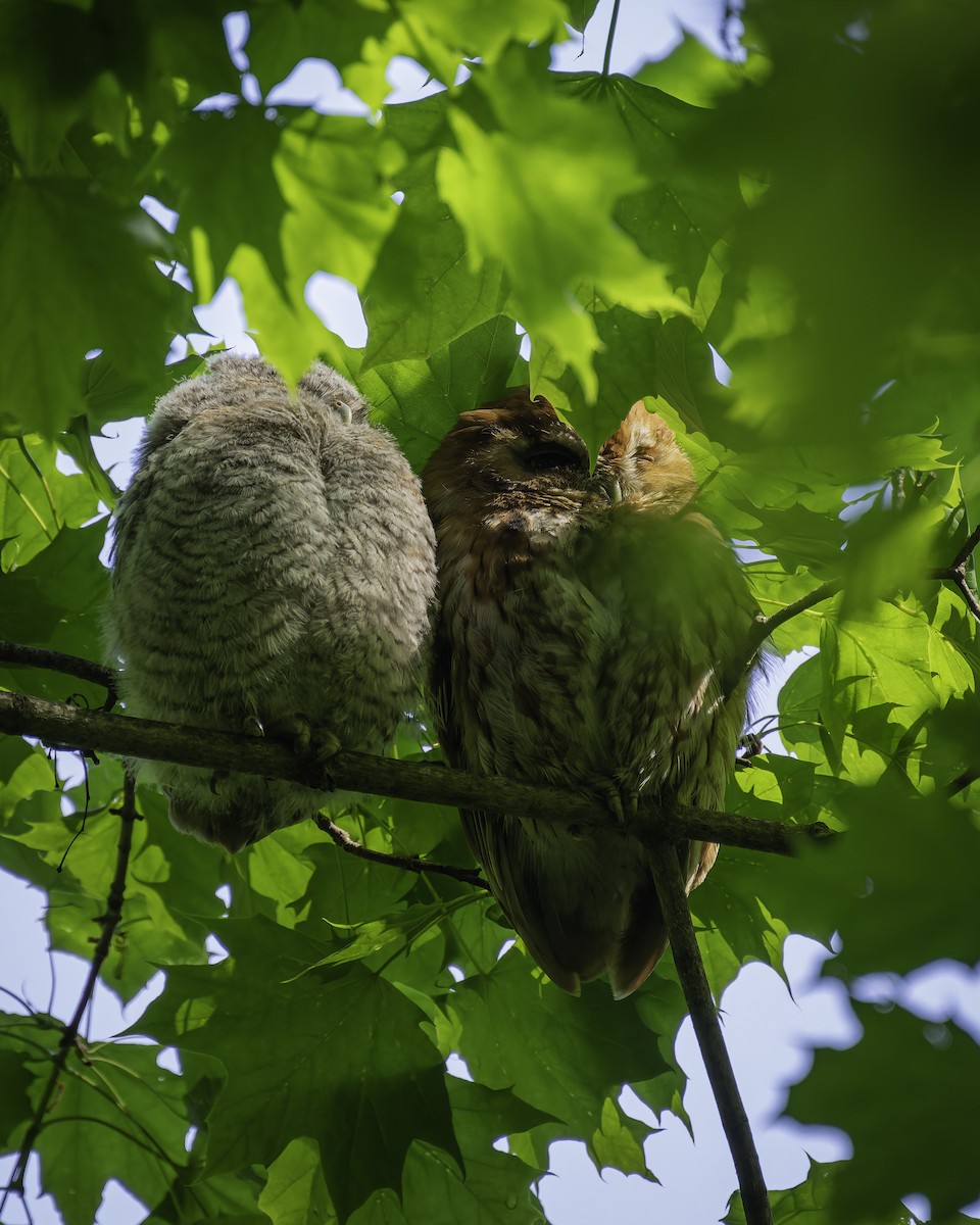 Eastern Screech-Owl - Peter Rosario