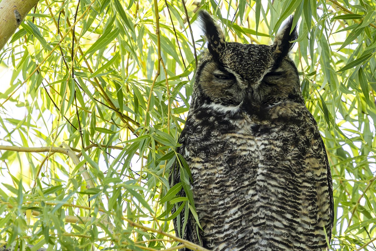 Great Horned Owl - Jef Blake