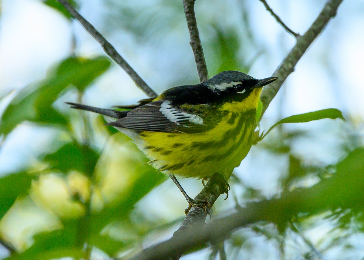 Magnolia Warbler - ML618848786