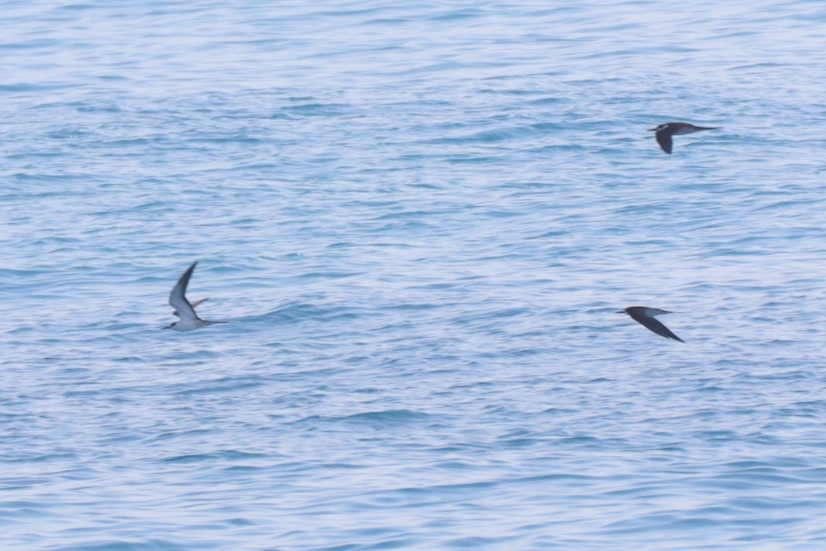 Sooty Tern - Robert Irwin