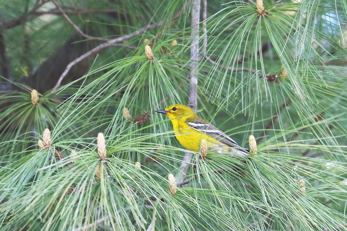 Pine Warbler - RÉAL RIOUX