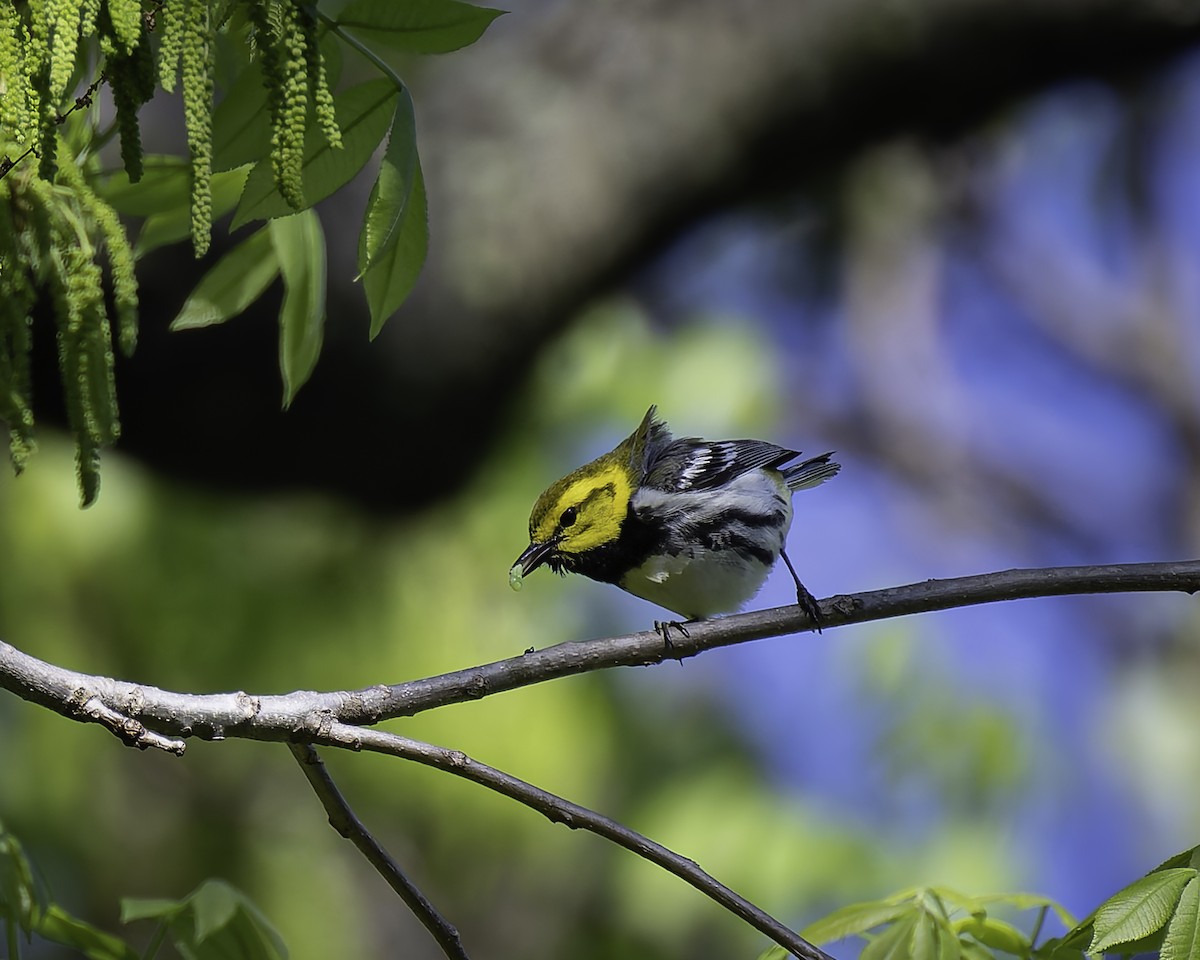 Black-throated Green Warbler - Peter Rosario
