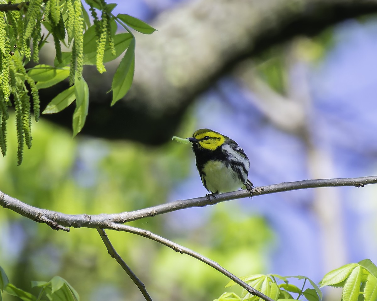 Black-throated Green Warbler - Peter Rosario