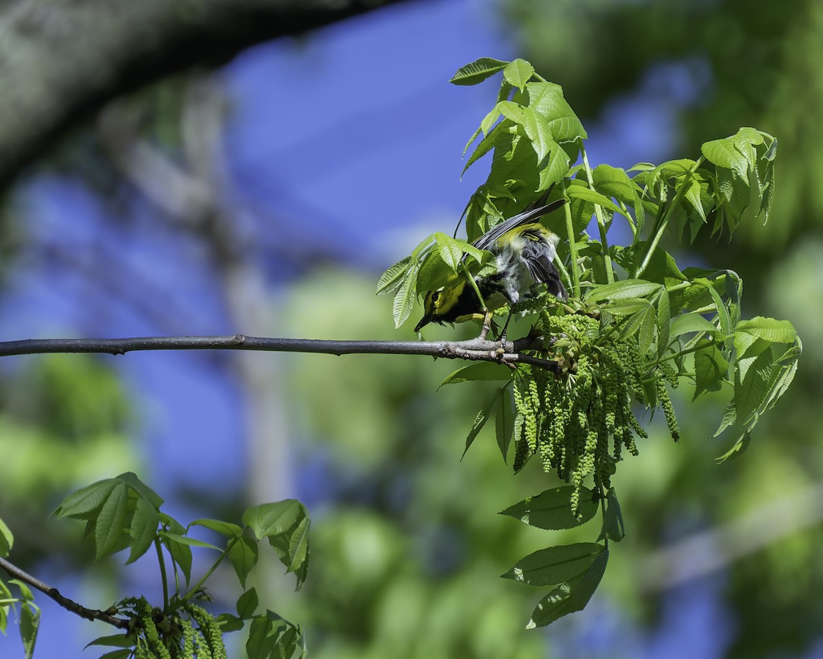 Black-throated Green Warbler - Peter Rosario