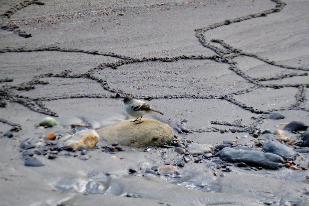 White-capped Dipper - ubaque club