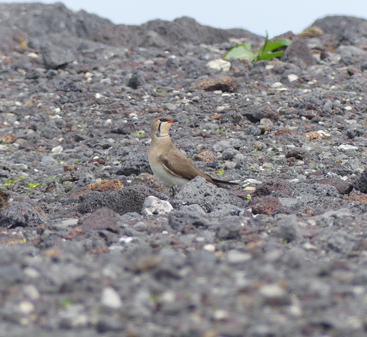 Oriental Pratincole - Leslie Hurteau