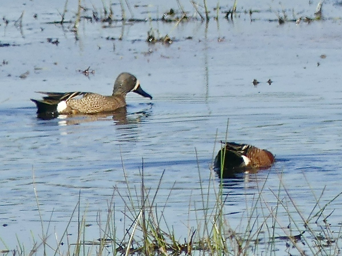 Blue-winged Teal - Philip Dickinson