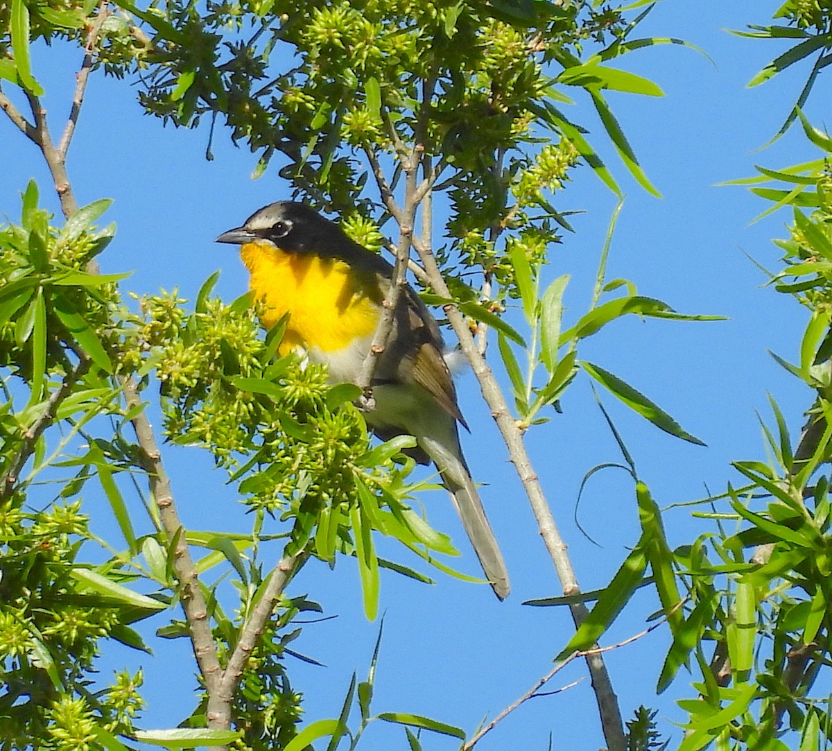 Yellow-breasted Chat - ML618848871