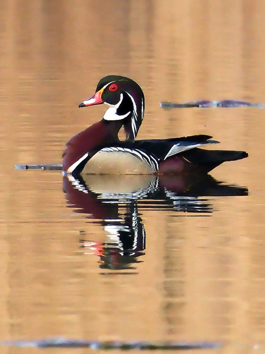 Wood Duck - David Cooper