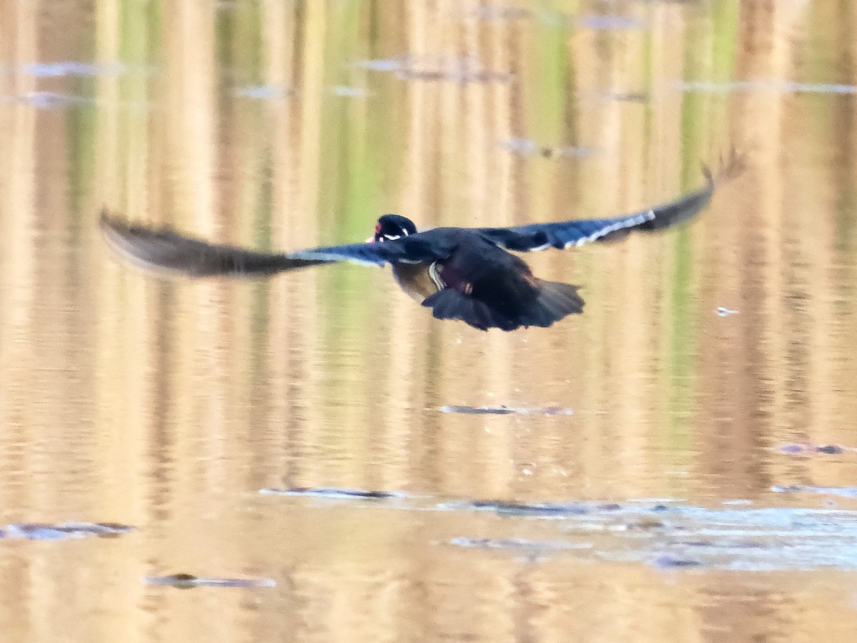 Wood Duck - David Cooper