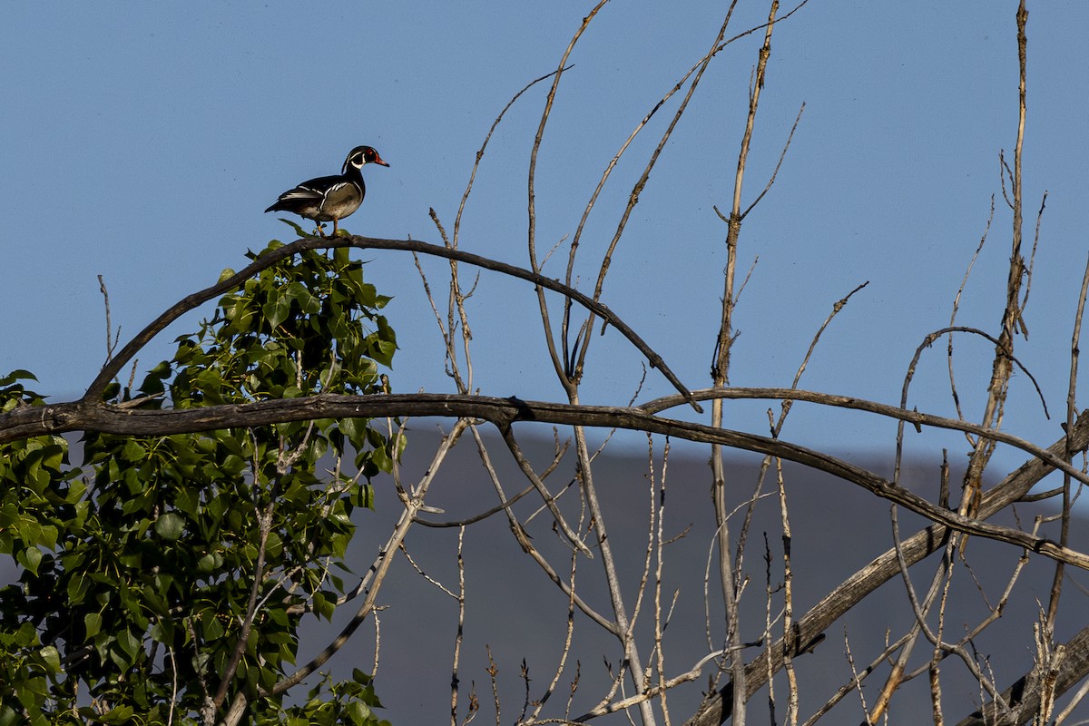 Wood Duck - Jef Blake