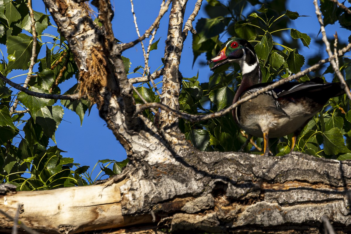 Wood Duck - Jef Blake