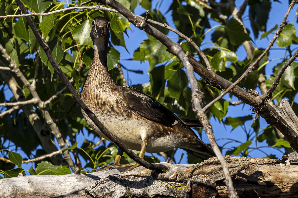 Wood Duck - Jef Blake