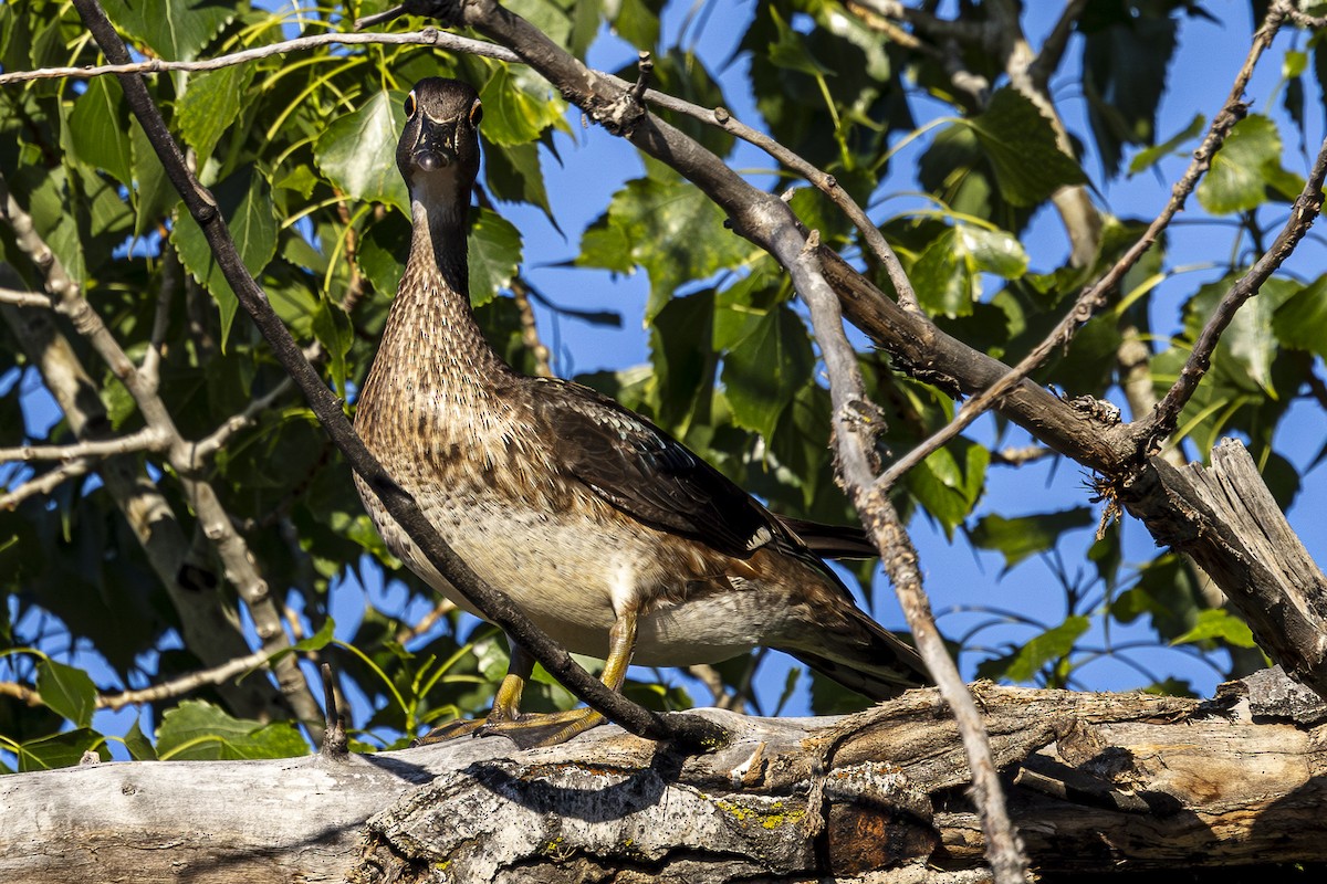 Wood Duck - Jef Blake