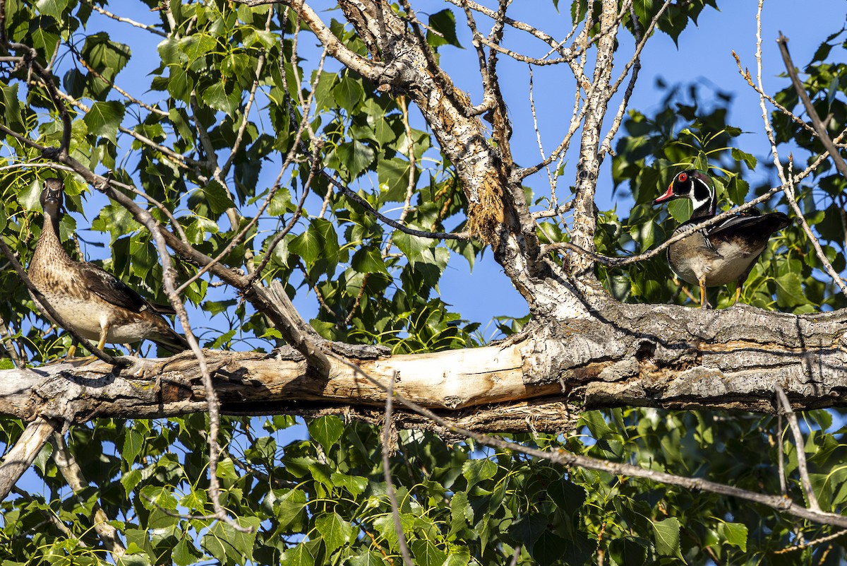 Wood Duck - Jef Blake