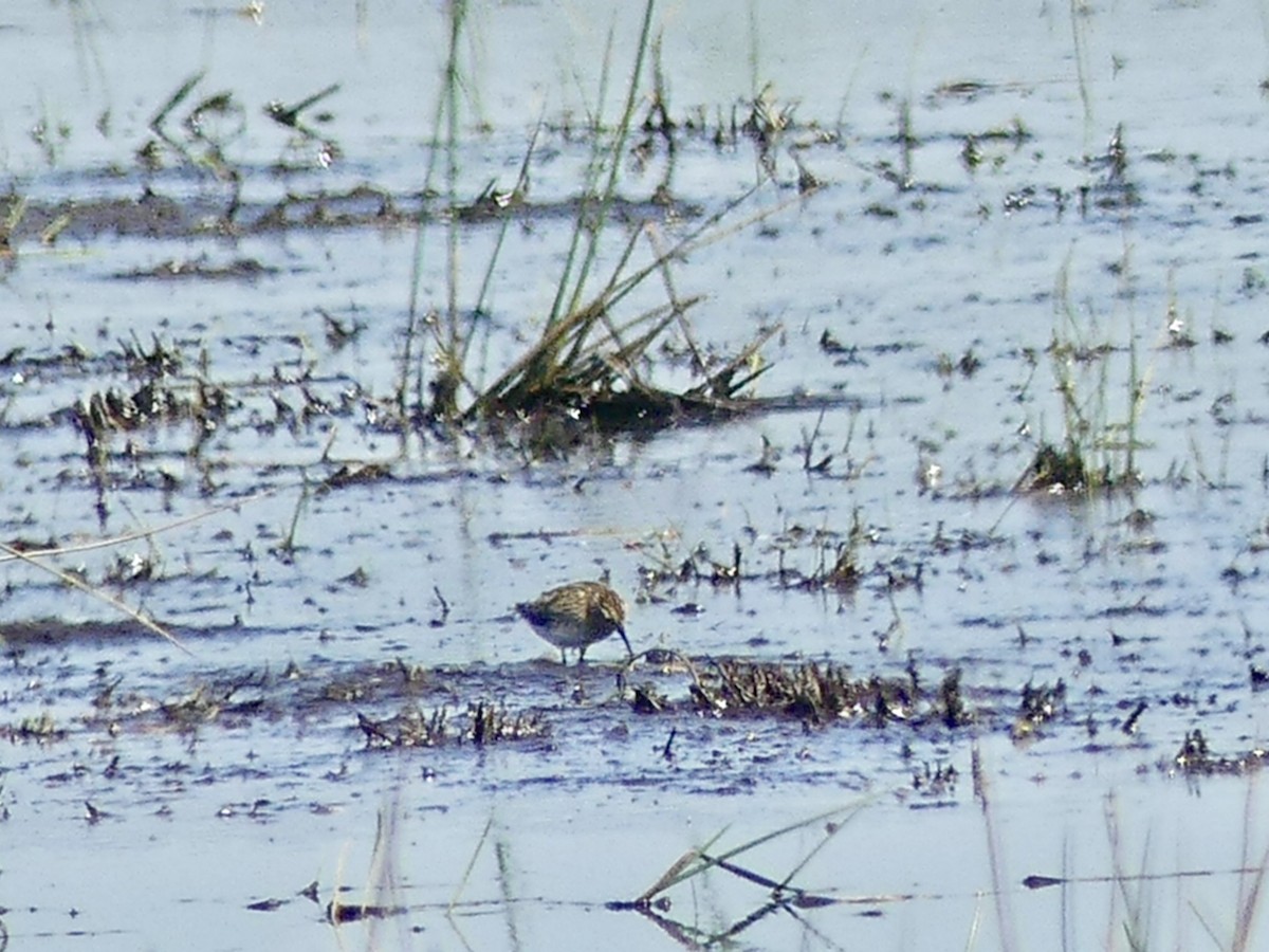 Least Sandpiper - Philip Dickinson