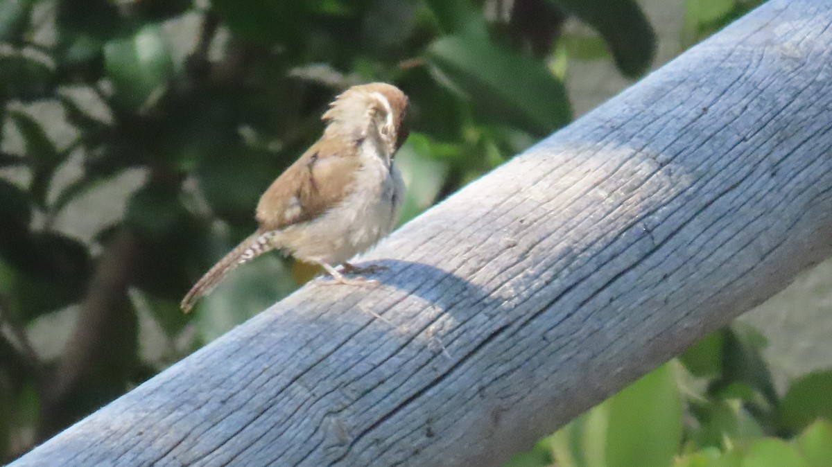 Bewick's Wren - Brian Nothhelfer