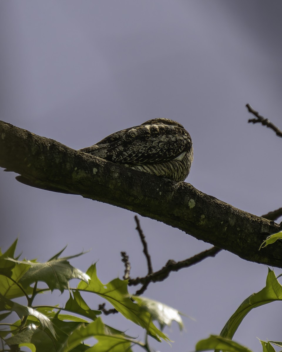 Common Nighthawk - Peter Rosario