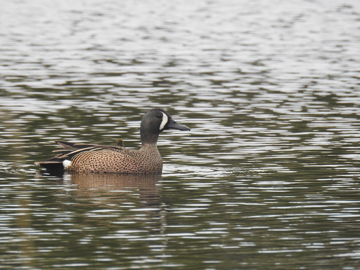 Blue-winged Teal - ML618848906
