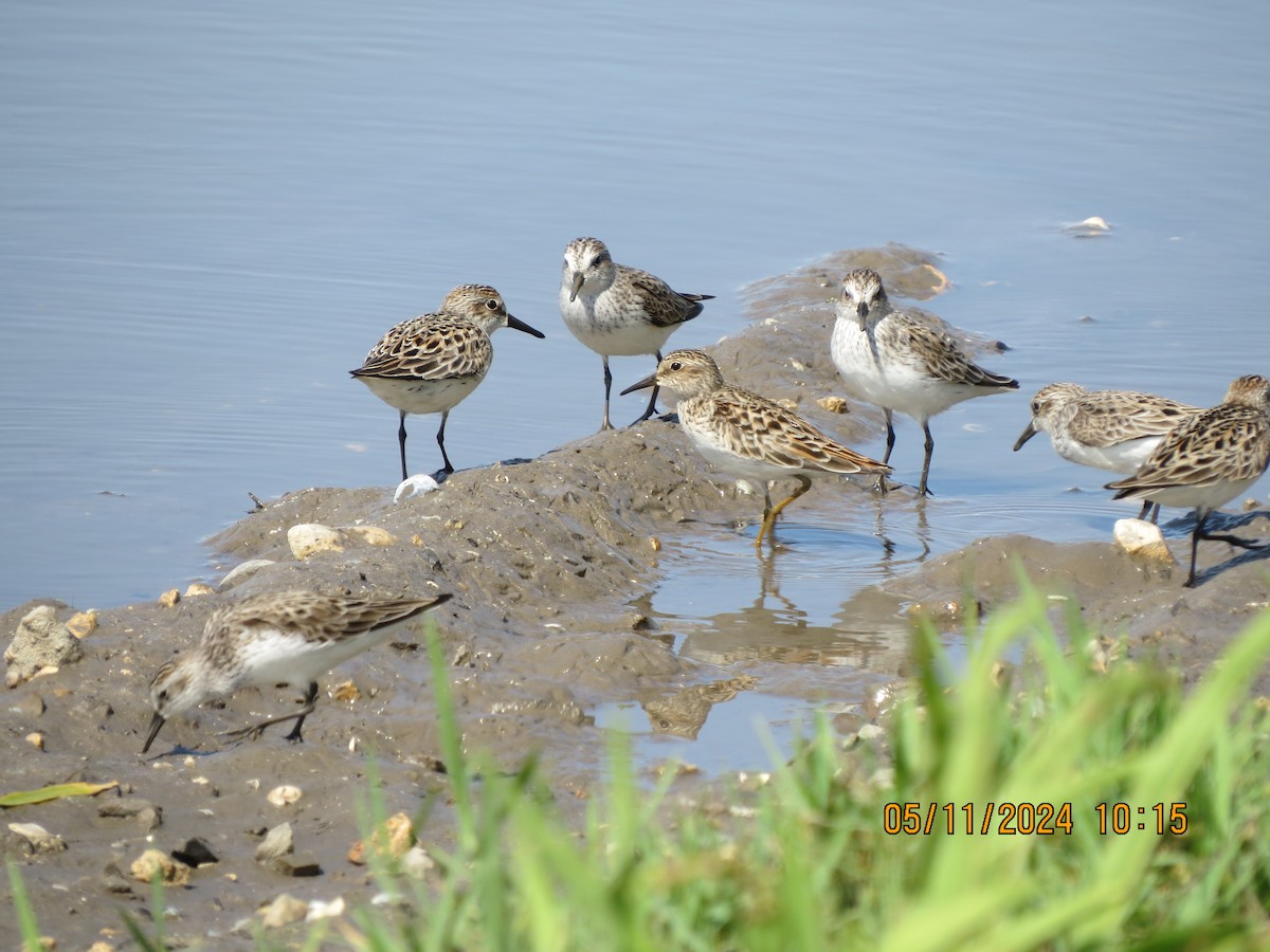 Least Sandpiper - Pamela Morgan