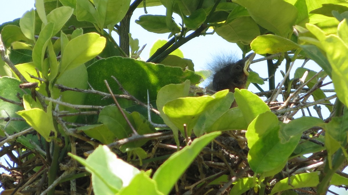 Northern Mockingbird - Delvis Toledo