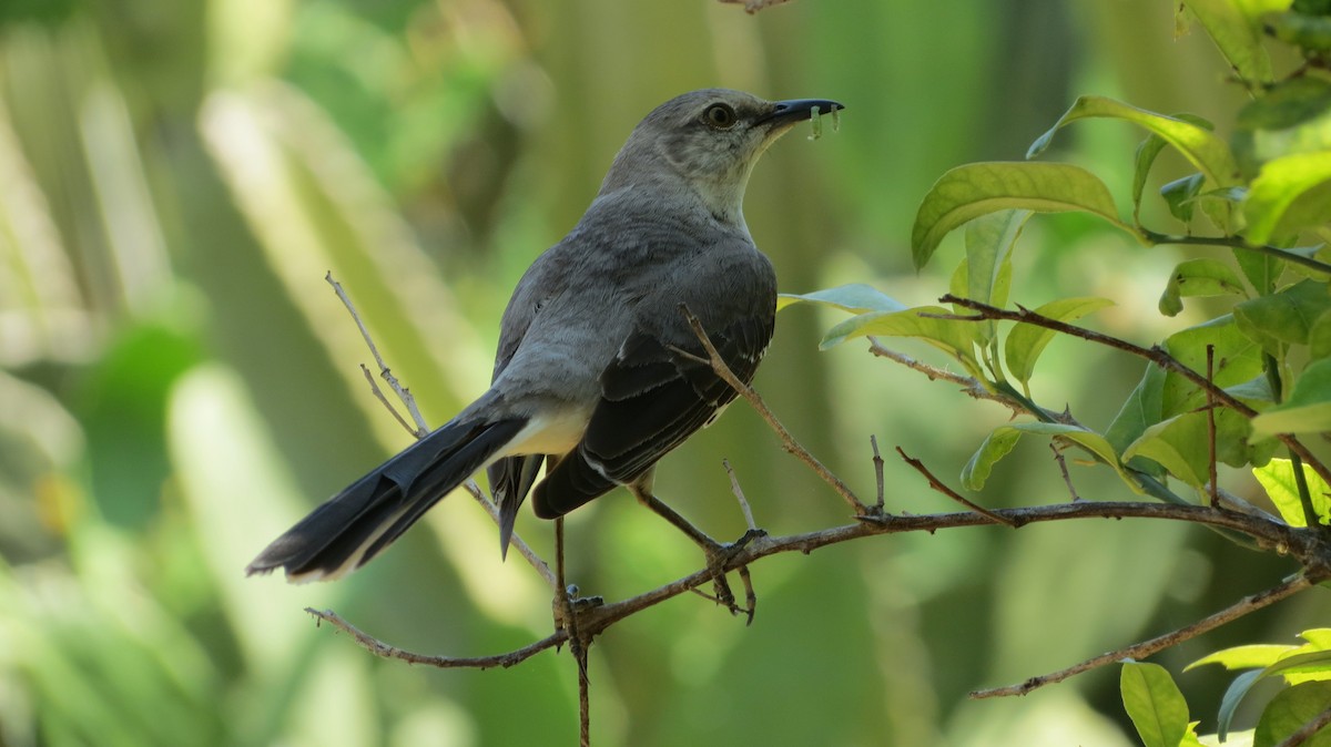 Northern Mockingbird - Delvis Toledo