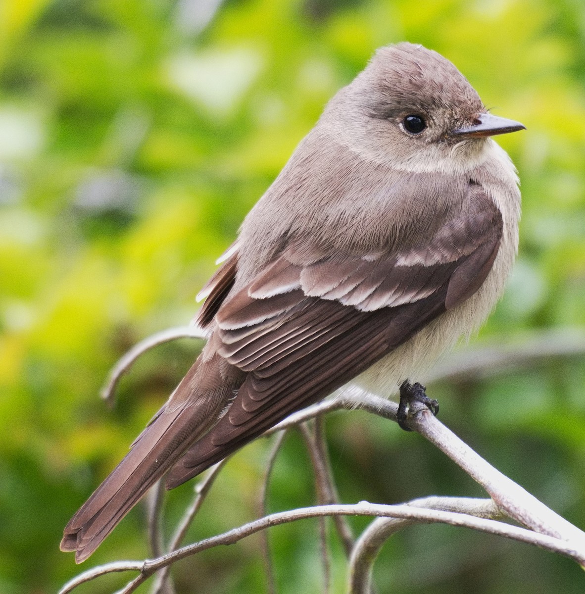 Western Wood-Pewee - DAB DAB