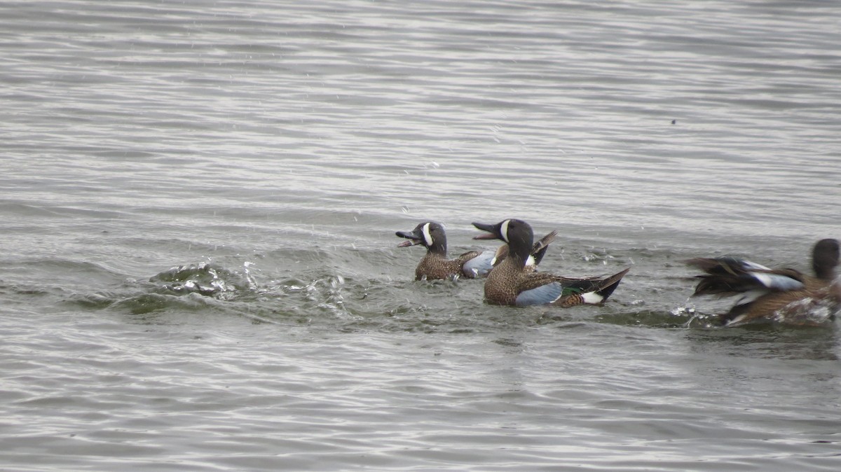 Blue-winged Teal - Terry Hastings