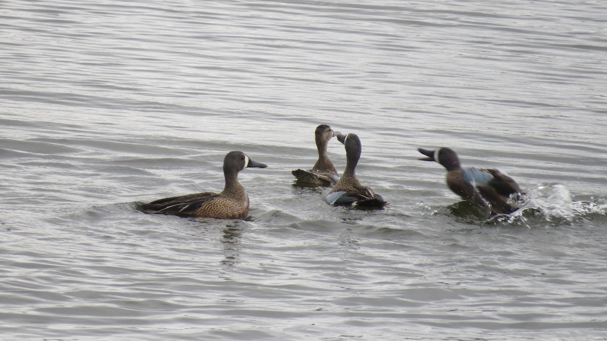 Blue-winged Teal - Terry Hastings