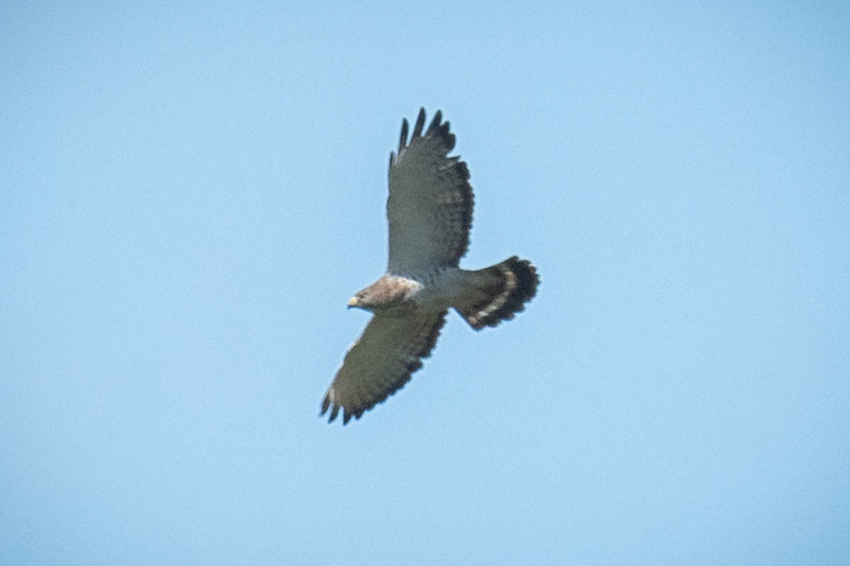 Broad-winged Hawk - Chris Thomas